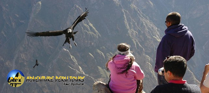 Spectacular flight of the Condor in Arequipa